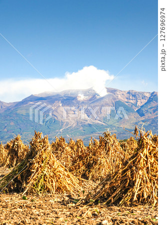 秋の十勝岳連峰を背景に豆のニオのある風景 秋の十勝岳連峰を背景に豆のニオのある風景 127696974