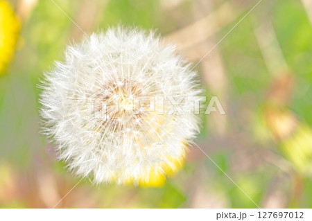 家の周りの草花　四季の色々　タンポポの白い綿毛が美しく輝いています　 127697012