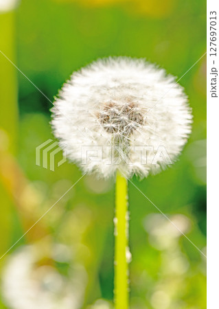 家の周りの草花　四季の色々　タンポポの白い綿毛が美しく輝いています　 127697013