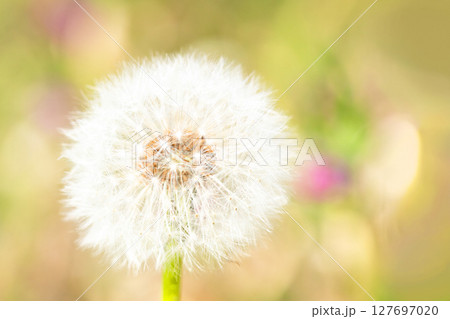 家の周りの草花 四季の色々 タンポポの白い綿毛が美しく輝いています 家の周りの草花 四季の色々 タンポポの白い綿毛が美しく輝いています 127697020