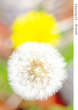 家の周りの草花 四季の色々 タンポポの白い綿毛が美しく輝いています 家の周りの草花 四季の色々 タンポポの白い綿毛が美しく輝いています 127697024