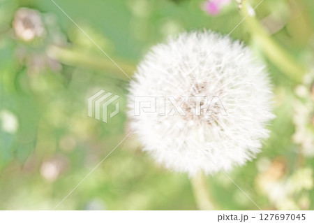 家の周りの草花 四季の色々 タンポポの白い綿毛が美しく輝いています 家の周りの草花 四季の色々 タンポポの白い綿毛が美しく輝いています 127697045