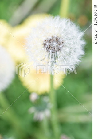 家の周りの草花 四季の色々 タンポポの白い綿毛が美しく輝いています 家の周りの草花 四季の色々 タンポポの白い綿毛が美しく輝いています 127697049