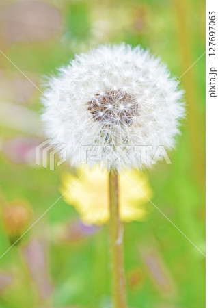 家の周りの草花 四季の色々 タンポポの白い綿毛が美しく輝いています 家の周りの草花 四季の色々 タンポポの白い綿毛が美しく輝いています 127697065