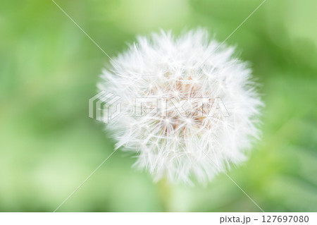 家の周りの草花 四季の色々 タンポポの白い綿毛が美しく輝いています  家の周りの草花 四季の色々 タンポポの白い綿毛が美しく輝いています  127697080