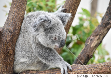 動物園の人気者コアラ 動物園の人気者コアラ 127697090