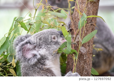 動物園の人気者コアラ 127697092