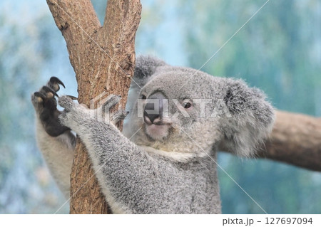 動物園の人気者コアラ 動物園の人気者コアラ 127697094