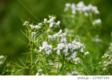 マウンテンミント(細葉) Mountain Mint マウンテンミント(細葉) Mountain Mint 127697160