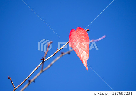 青空と紅葉した葉っぱのシンプルな風景 青空と紅葉した葉っぱのシンプルな風景 127697231