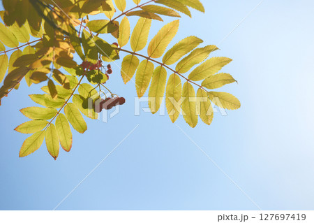 Sunny sky with green leaves and red berries in tranquil nature scene Sunny sky with green leaves and red berries in tranquil nature scene 127697419