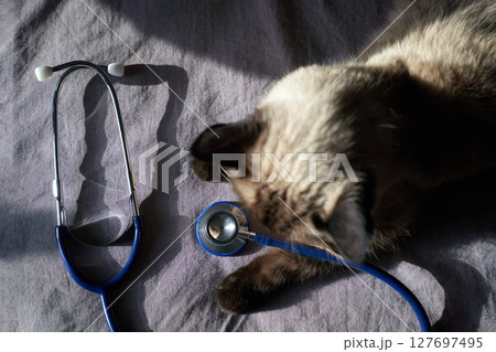Siamese cat lying next to blue stethoscope on gray fabric in sunlight Siamese cat lying next to blue stethoscope on gray fabric in sunlight 127697495