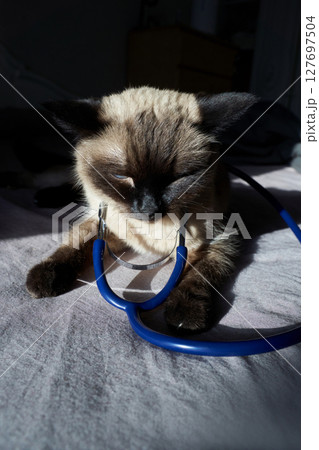 Siamese cat with stethoscope on bed in sunlight 127697504