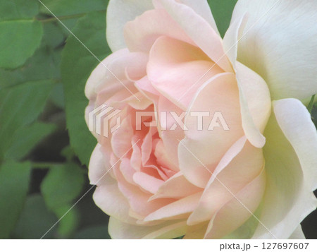 薄ピンクのバラ 127697607