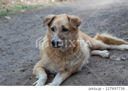 Outdoor Portrait of a Mixed Breed Dog- Relaxing on Dirt Road Outdoor Portrait of a Mixed Breed Dog- Relaxing on Dirt Road 127697736