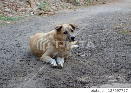 Outdoor Portrait of a Mixed Breed Dog- Relaxing on Dirt Road Outdoor Portrait of a Mixed Breed Dog- Relaxing on Dirt Road 127697737