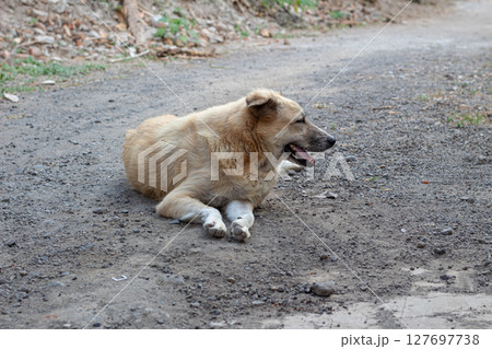 Outdoor Portrait of a Mixed Breed Dog- Relaxing on Dirt Road Outdoor Portrait of a Mixed Breed Dog- Relaxing on Dirt Road 127697738