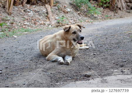 Outdoor Portrait of a Mixed Breed Dog- Relaxing on Dirt Road Outdoor Portrait of a Mixed Breed Dog- Relaxing on Dirt Road 127697739