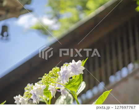 境内の紫陽花 境内の紫陽花 127697767