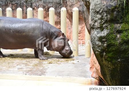 動物園で展示されている大きなカバ 127697924