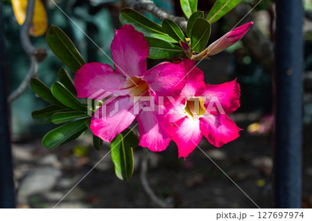 Tropical Blossom - Beautiful Pink Adenium Flowers in Bloom 127697974
