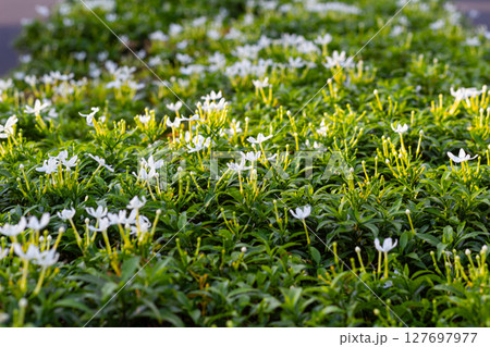 Field of White Blooms - Tiny Flowers Blanketing Green Foliage 127697977