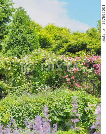 軽井沢レイクガーデンのバラ(軽井沢町) 軽井沢レイクガーデンのバラ(軽井沢町) 127698001