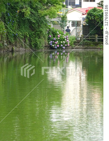 お堀の池とアジサイ 127698186