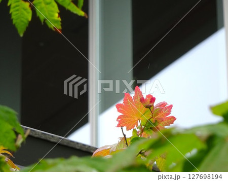 赤く染まる木の葉 赤く染まる木の葉 127698194