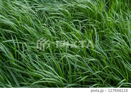 Lush Green Grass Texture Background 127698228