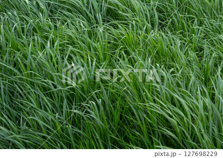 Lush Green Grass Texture Background 127698229