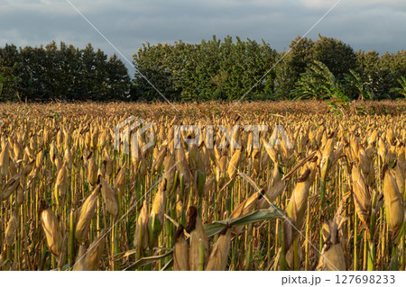 Golden Corn Field Ready for Harvest 127698233