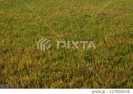 Golden Green Rice Paddy Field Texture 127698238