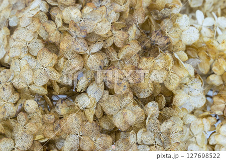 Dry Hydrangea flower blossom 127698522