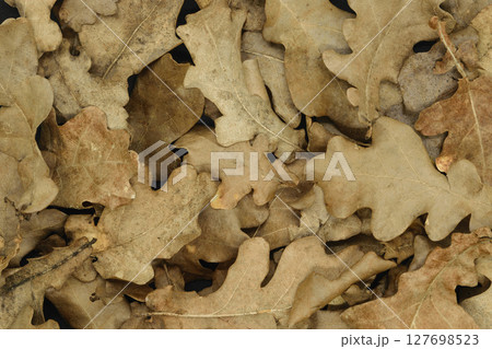 Dry oak tree leaf background Dry oak tree leaf background 127698523