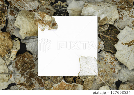 Dry silver poplar tree leaf Dry silver poplar tree leaf 127698524