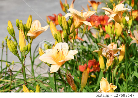 ヘメロカリス「キョウト」　Daylily ‘Kyoto’ 127698547
