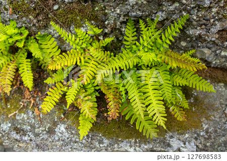 Rock Polypody Fern Growing on Mossy Rock 127698583