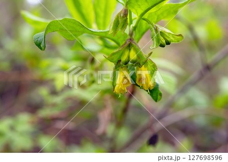 Bright yellow flowers of Twinberry Honeysuckle on a branch in forest. Bright yellow flowers of Twinberry Honeysuckle on a branch in forest. 127698596