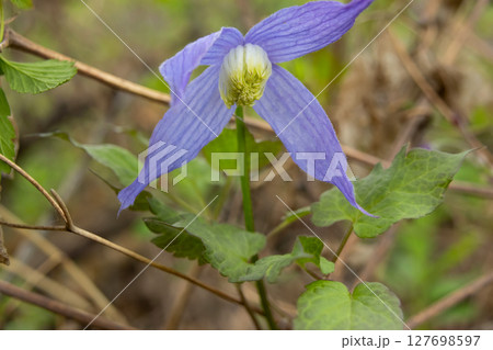 Vibrant Clematis Occidentalis flowers with foliage in spring forest. Vibrant Clematis Occidentalis flowers with foliage in spring forest. 127698597