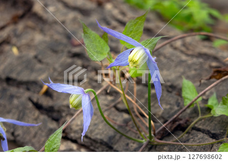 Flowering Wild Clematis plant wining around tree trunk. 127698602