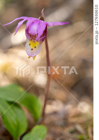 Cute little wildflowers Calypso orchids are growing in the forest. 127698610