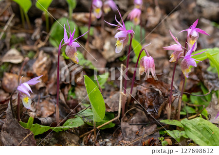 Cute little wildflowers Calypso orchids are growing in the forest. 127698612