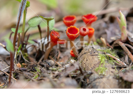 Scarlet Cup Fungi in grass and leaves on the forest floor. 127698623