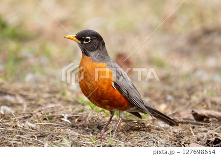 American Robin Foraging on the ground in early spring. 127698654