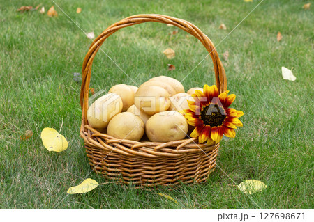 Yellow potatoes in the basket with sunflower on the green lawn in autumn. 127698671