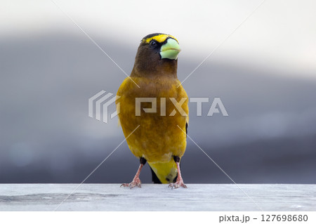 Male Evening Grosbeak perched on the deck in the garden. 127698680