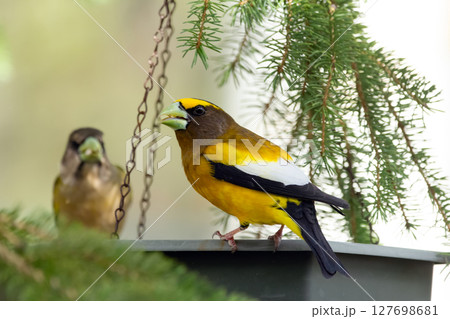 Male and female Evening Grosbeak on a spruce tree branch. Male and female Evening Grosbeak on a spruce tree branch. 127698681