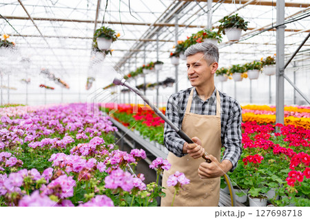 A greenhouse worker waters colorful flowers with a hose, creating a beautiful and vibrant display. 127698718