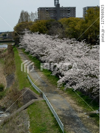 満開の桜と遊歩道 満開の桜と遊歩道 127698925
